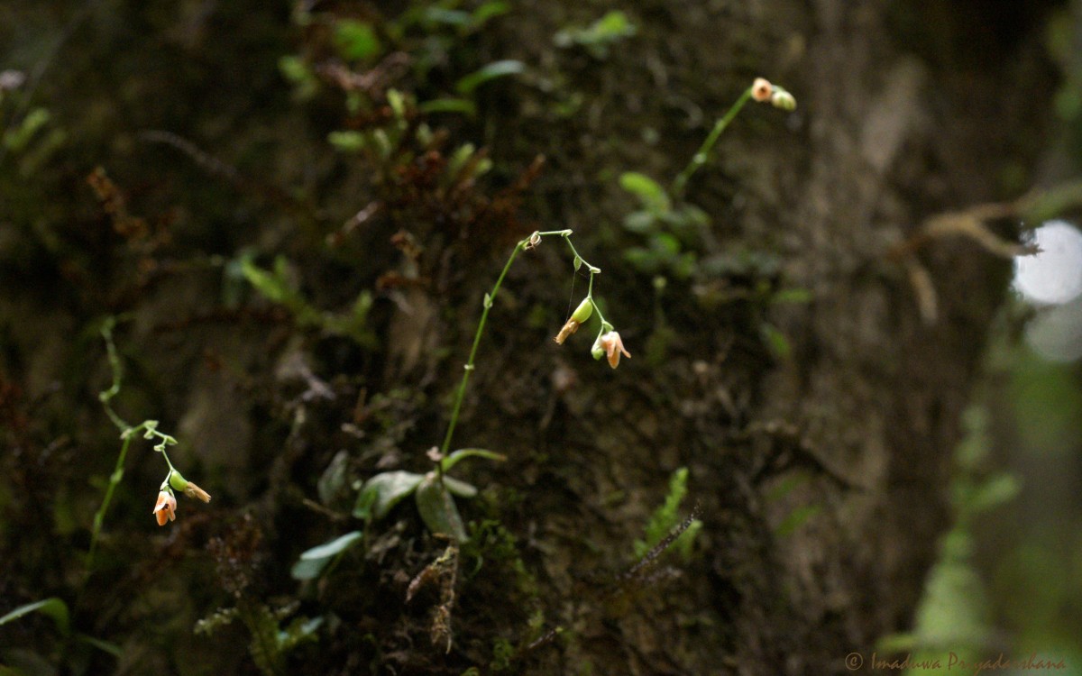 Porpax articulata (Lindl.) Schuit., Y.P.Ng & H.A.Pedersen